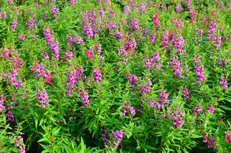 Purple flower and green leaves in the gardenの写真素材