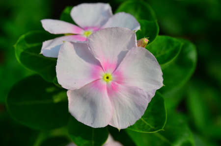 Pink flower and green leaves on the treeの写真素材