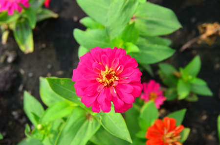Pink flower and green leaves on the treeの写真素材