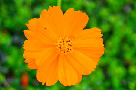 Orange flower and green leaves in the gardenの写真素材