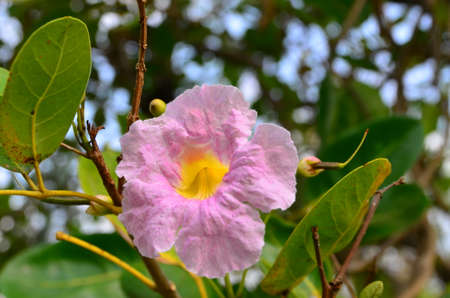 Purple flower and green leaves in the gardenの写真素材