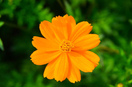 Orange flower and green leaves in the gardenの写真素材