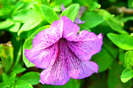 Purple flower and green leaves in the gardenの写真素材