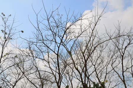 The tree in the garden at the cityの写真素材