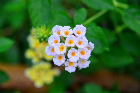 White flower and green leaves on the treeの写真素材