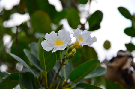 White flower and green leaves on the tree