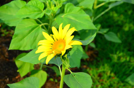 Sunflower and green leaves in the gardenの写真素材