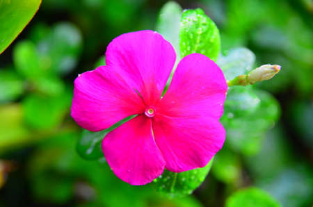 Pink flower and green leaves on the treeの写真素材