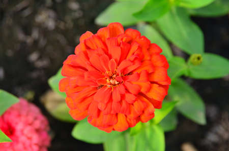 Orange flower and green leaves in the gardenの写真素材