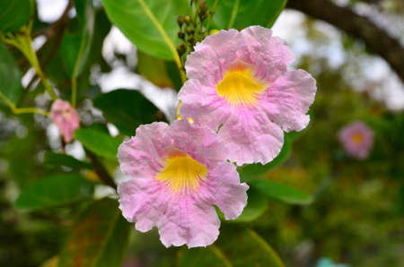 Purple flower and green leaves in the gardenの写真素材