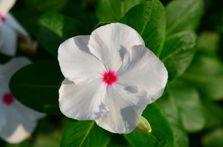 White flower and green leaves on the treeの写真素材