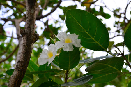 White flower and green leaves on the tree