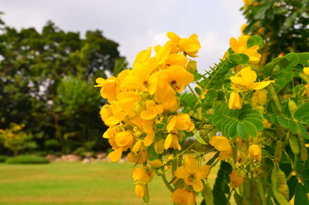 Yellow flower and green leaves background on the treeの写真素材