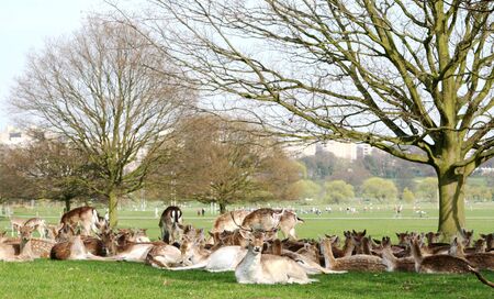 Richmond park is famous for more than six hundred red amd fallow deer and it is the largest park of the royal parks in London and almost three times bigger than New York's Central Park. のeditorial素材
