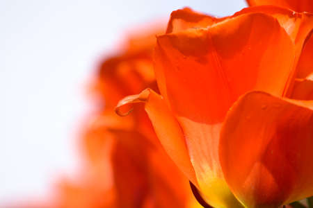 Orange red tulip detail against light backgroundの写真素材