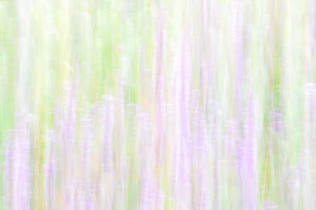 flowers on a paper background in pastel watercolorsの写真素材