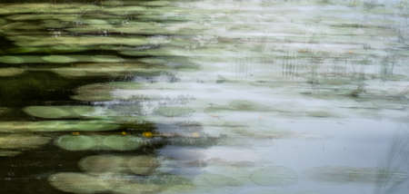 water lily green leaves blurry backgroundの写真素材