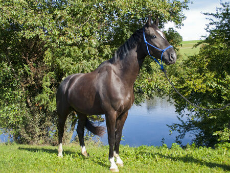 Horseの写真素材