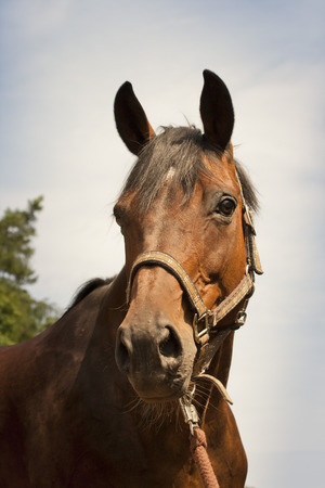 Horse portraitの写真素材