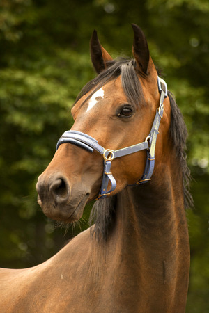 Horse portraitの写真素材
