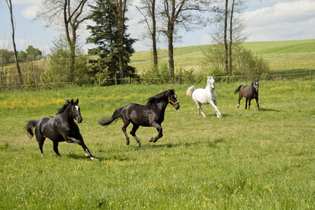 Horses galloping in the paddockの写真素材