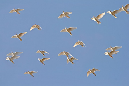 White Pigeons Flyingの写真素材