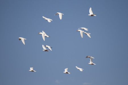 White Pigeons Flyingの写真素材
