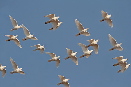 White Pigeons Flyingの写真素材