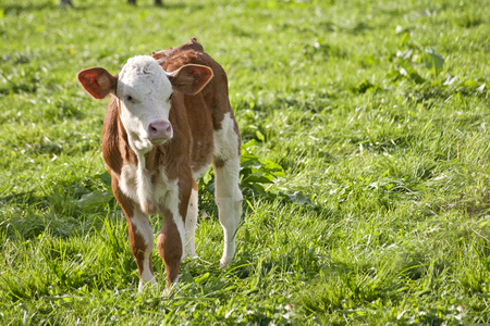 Calf on green meadowの写真素材