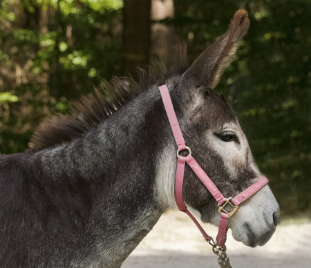 Donkey headの写真素材