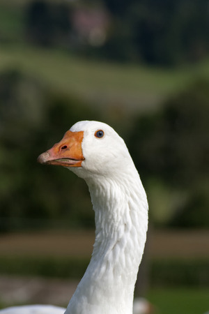 Goose Portraitの写真素材