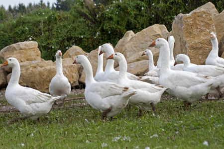 Group Geese free running outsideの写真素材