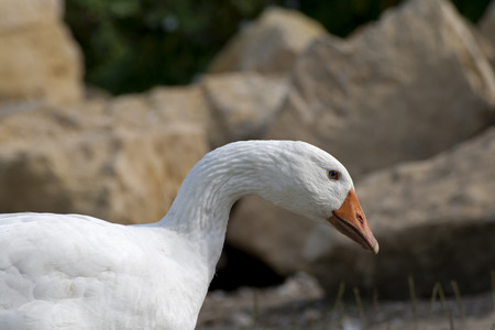 Goose running free outsideの写真素材