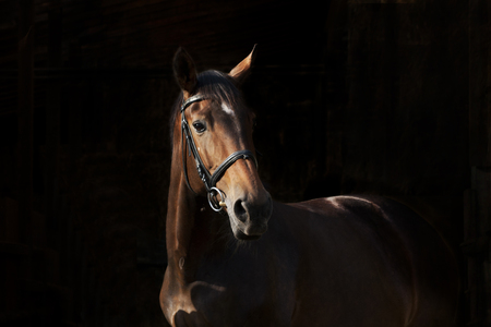 Noble horse with black backgroundの写真素材