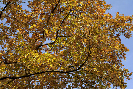colorful autumn leavesの写真素材