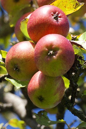 Apple Tree with mellow fruitsの写真素材