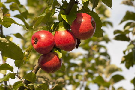 Apple Tree with mellow fruitsの写真素材