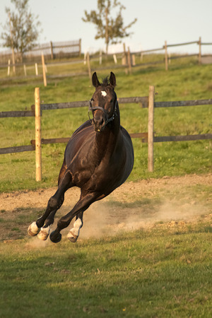 Horse gallops almost in curveの写真素材