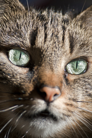 bright green cat eyesの写真素材