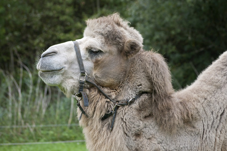 Camel portraitの写真素材