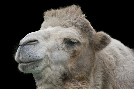 Camel isolatedの写真素材