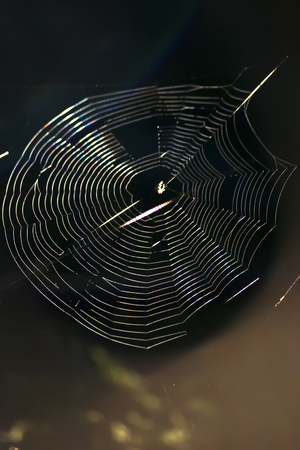 Spider web in lightの写真素材