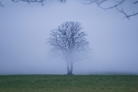 lonely tree in fogの写真素材