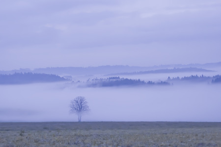 lonely tree in fogの写真素材