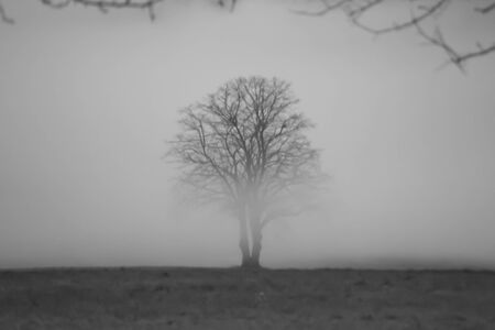 lonely tree in fog black and whiteの写真素材
