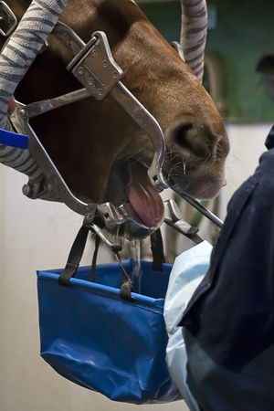 Horse Dentistの写真素材