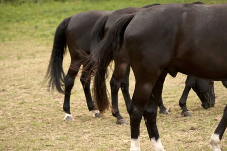 Horses Backsideの写真素材