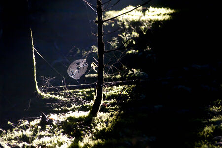 spider web in lightの写真素材