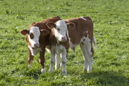 Two Calfs outside on pastureの写真素材