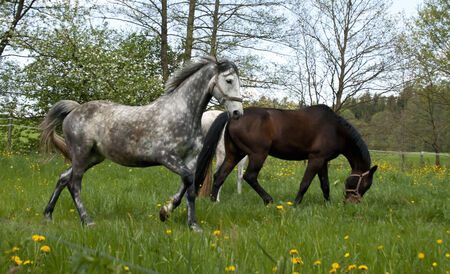 Horses galloping on the meadowの写真素材